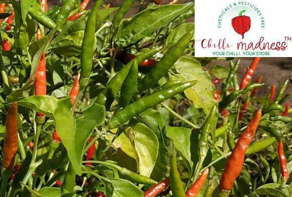 Chilli Thai Burapa Very Hot Pepper Sustainably Grown in Australia 10 Seeds