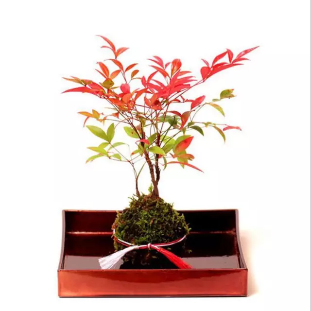 2 creativo  palla fioriera fioriera bonsai pianta titolare casa giardino 12 2