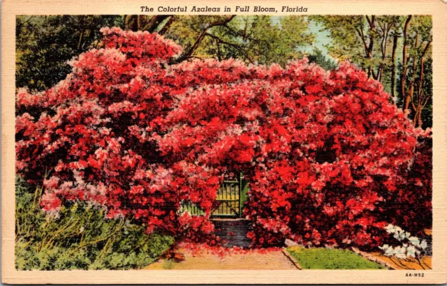 Vtg Florida FL Colorful Azaleas in Full Bloom Garden 1930s Linen View Postcard