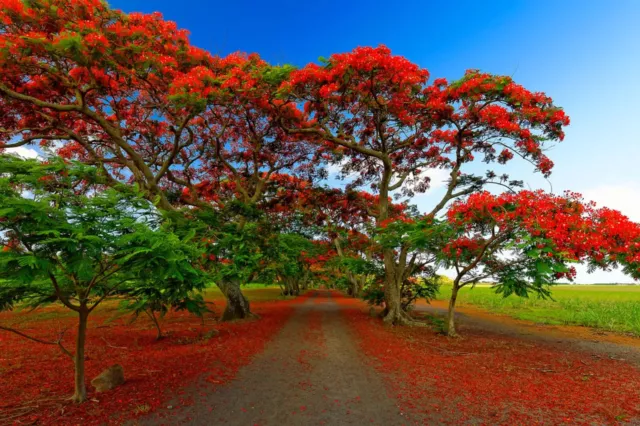 10 Graines de Flamboyant, Delonix Regia, Poinciana Regia, Flame Tree seeds 3