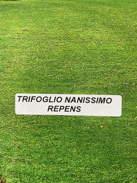 TRIFOGLIO REPENS NANISSIMO 1 KG Sementi Prato Professionale