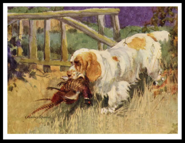 Clumber Spaniel Returning With Pheasant Vintage Style Dog Art Print Poster