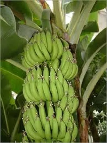 10 X MUSA ACUMINATA  EDIBILE Banana Plant Tropical Seeds  HARDY