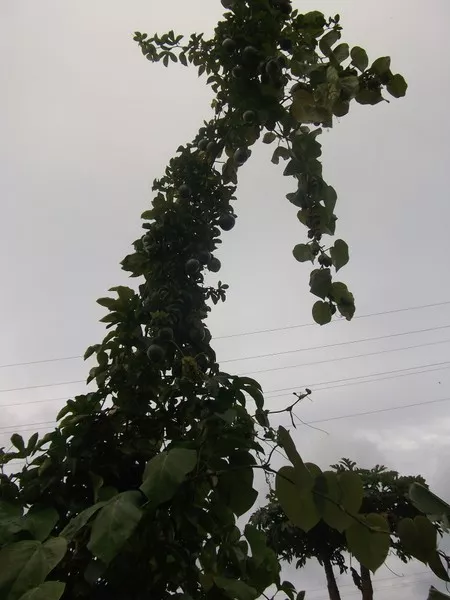 Purpurgranadilla - wächst mehrere Meter pro Jahr ❉Obst ❉ Kletterpflanze ❉ Samen