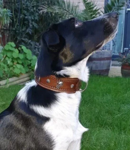 Handmade genuine Leather Dog Collar, hand-tooled and stitched, suede padded