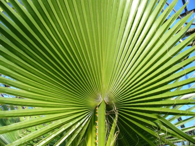 8 graines de PALMIER JUPON(Washingtonia Filifera)G706 CALIFORNIA FAN PALM SEEDS