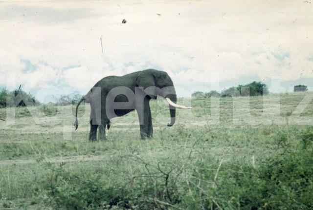 altes Foto Afrika Belgisch Kongo, wilder Elefant, 1956, 10x15cm
