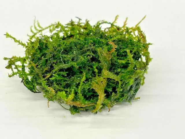 Weeping Moss Vesicularia Ferriei 5g LIVE Aquarium Tropical Moss Easy Care