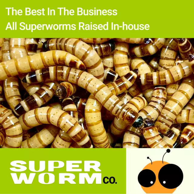Live Superworms - 50-2000 counts - 4 different sizes