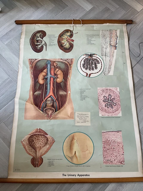 ANTIQUE VINTAGE ADAM Rouilly Wall Chart Poster Medical The Urinary ...