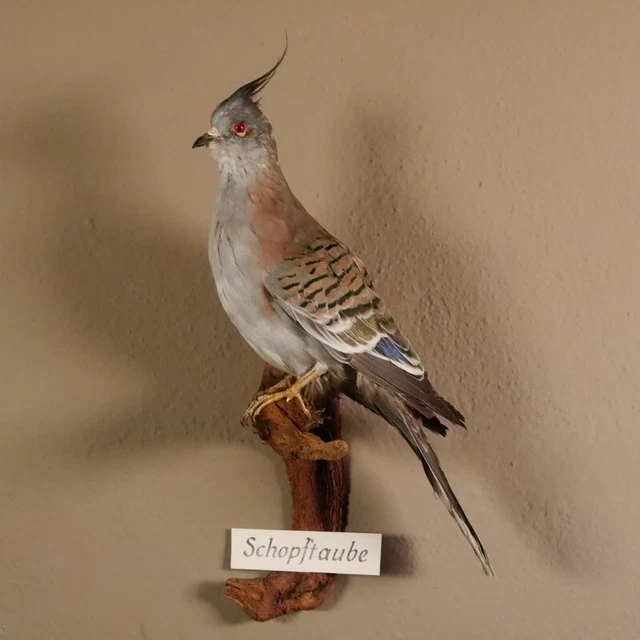 Schopftaube Preparado Taxidermy Altura 36cm Decoración