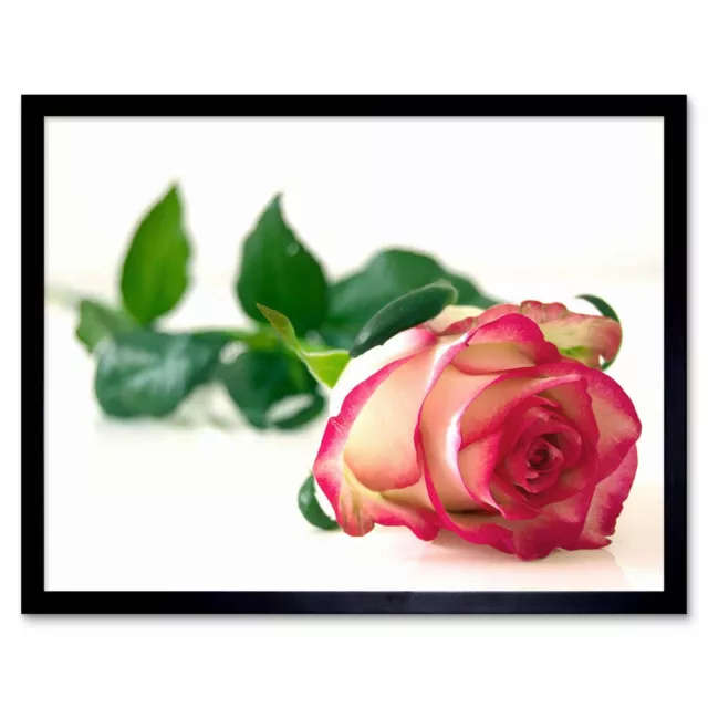 Single Pink Rose Romantic Flower 12X16 Inch Framed Art Print