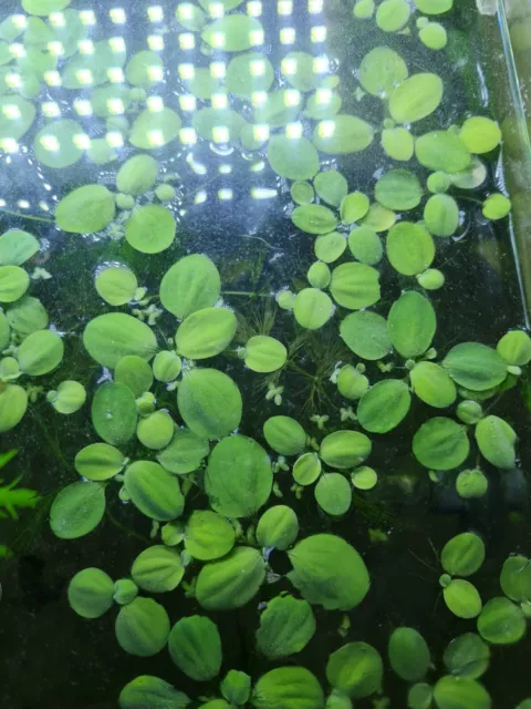 lots de 15 pistia stratiotes laitue eau aquarium bassin planteflottante x15
