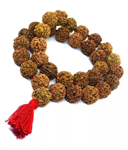 4 Mukhi Rudraksha Mala Surya Agni Siddha Mala 55 Collector Japa Beads