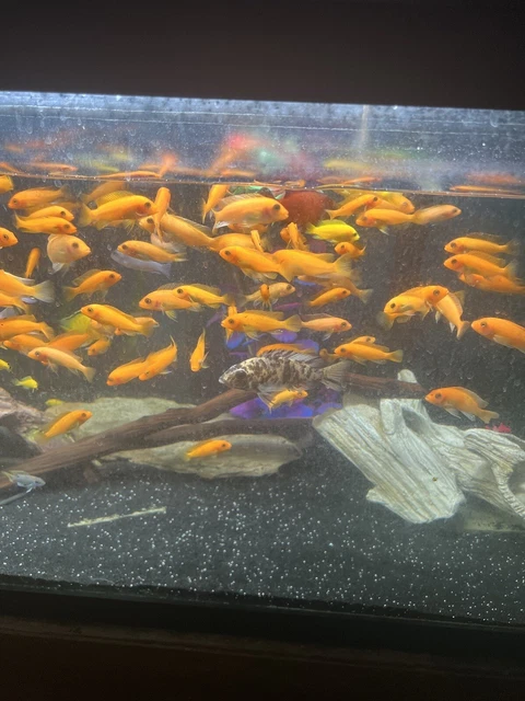 Live tropical fish freshwater chiclids from wholesale direct breeder to you door