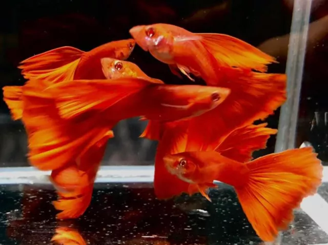 1 Trio Live Guppy Fish Full Red High Quality Usa Seller - 1 Male 2 Female