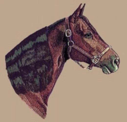 Embroidered Ladies T-Shirt - Morgan Horse BT2473 Sizes S - XXL