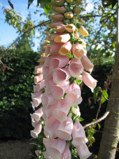 Digitalis Foxglove Apricot 4000 Finest Seeds Perennial Flower 3