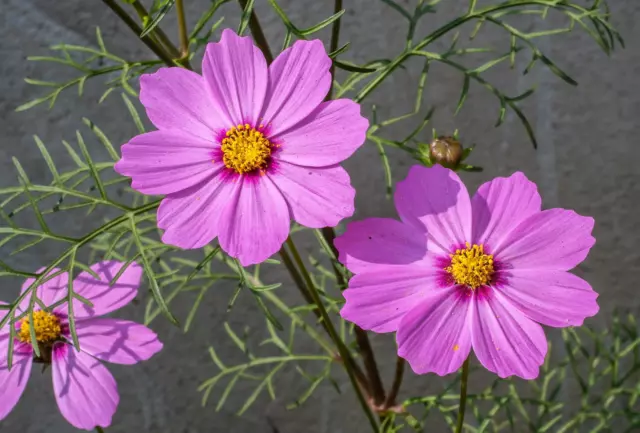 300 DWARF PINK COSMOS Cosmos Bipinnatus Flower Seeds