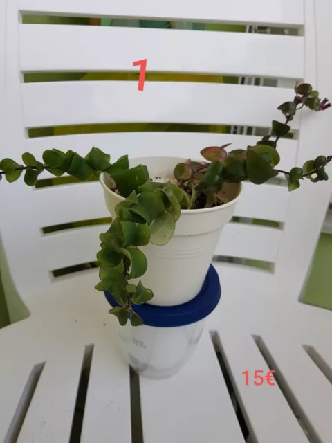 Schamblume (Aeschynanthus) 'Twister' oder auch Lippenstiftpflanze 2