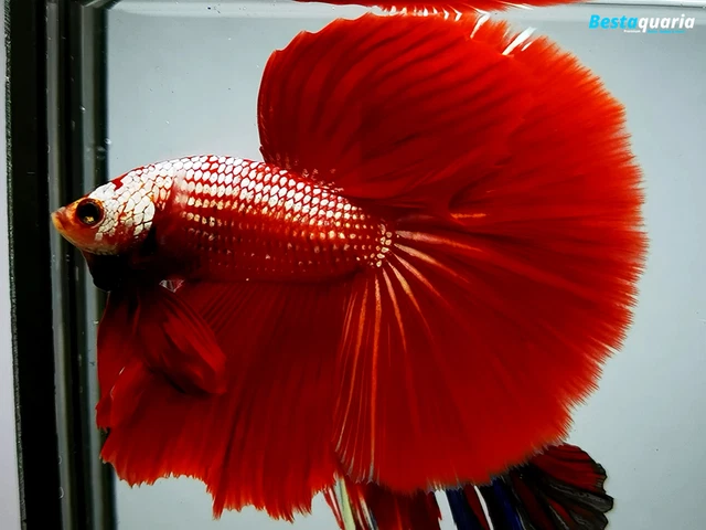 Premium Live Betta Fish l Male Halfmoon Copper Red Samurai