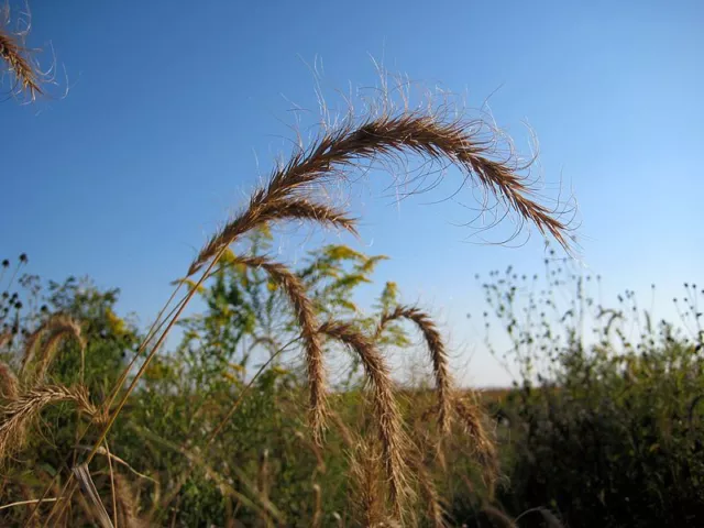 500 CANADIAN RYE Elymus Canadensis Grain Grazing Grass Ground Cover Seeds