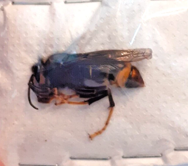 ENTOMOLOGIE - HYMENOPTERA - Vespidae - Vespa velutina nigrithorax ...