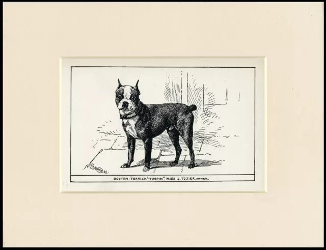 Boston Terrier Rare Antique 1900 Engraving Named Dog Print Ready Mounted