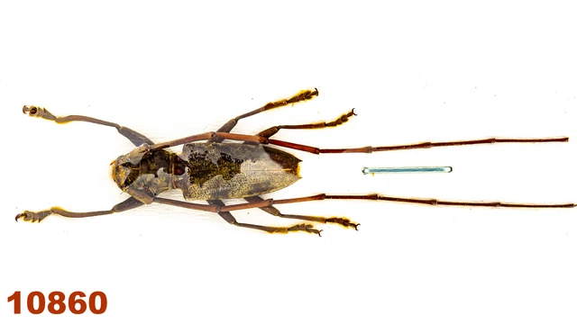 Cerambycidae: Acalolepta sp.  A2, 19 mm, 1 pc