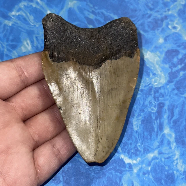 Megalodon Shark Tooth 3.84” Huge Teeth Big Meg Scuba Diver Direct Fossil Nc 8113