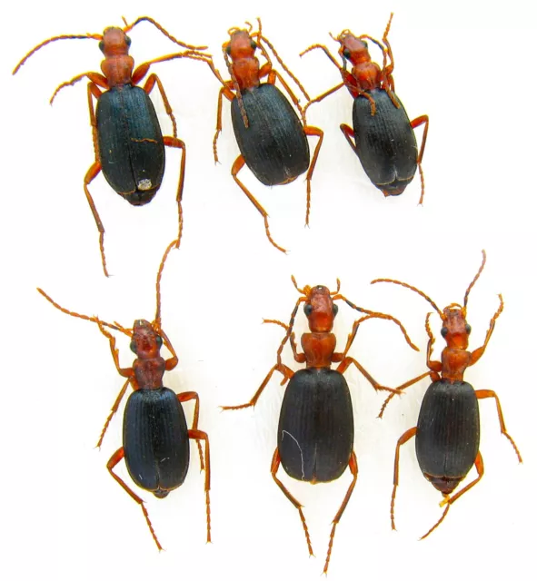 Carabidae, Brachinus crepitans ab.nigripennis, Podolian Upland