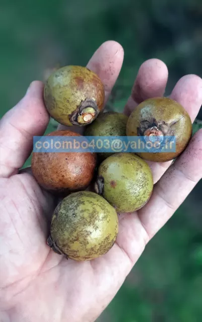 2 Fresh seeds of Acrocomia aculeata - Coyoli Palm - Rare Tropical Palm Fruit