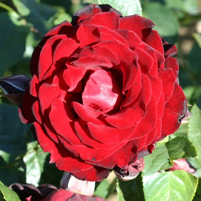 Harkness Roses, Rose Dublin Bay 3L or 4L Pot