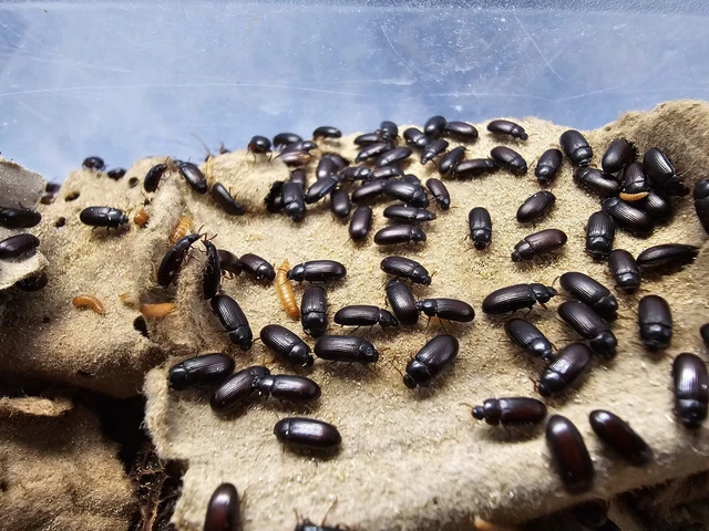 Live Peanut Beetles Ulomoides dermestoides Starter Colony Feeder Insects