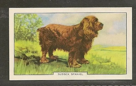 1938 UK Dog Art Full Body Study Gallaher Series B Cigarette Card SUSSEX SPANIEL