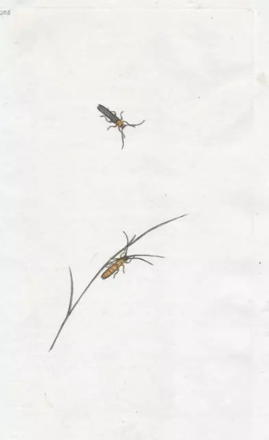 19th century Antique Insect Engraving