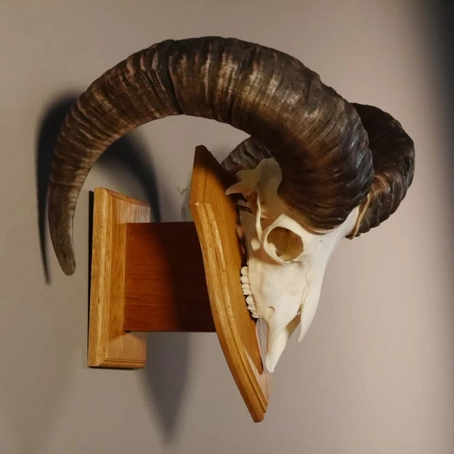 Mufflon Aries Cornamenta Trofeo de Calavera Hornlänge 65CM En Escudo 82.1.59 3