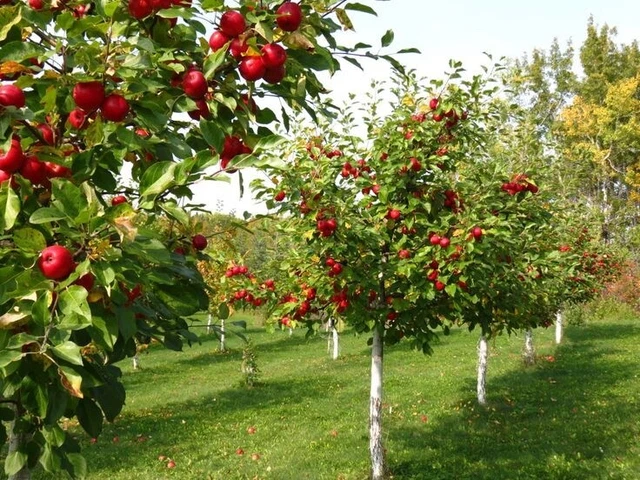 Freehold Orchard for Sale - Sevenoaks, Kent