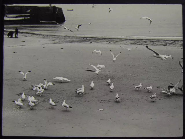 Glass Magic Lantern Slide SEAGULLS ON THE BEACH  C1890 PHOTO BIRDS