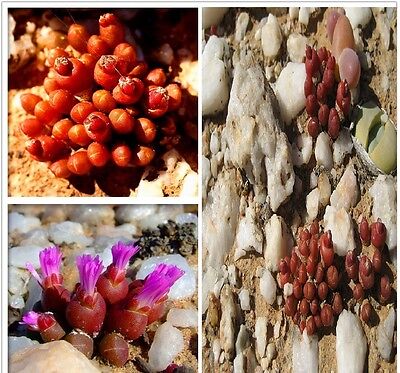 * Oophytum Nanum * Aizoaceae * Living Stones Succulent * 10 Seeds * VERY RARE
