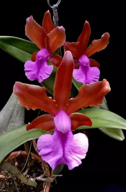 Cattaleya Bicolor[Species Orchid]