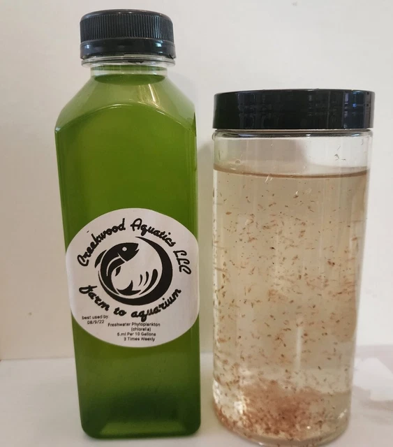 Live Daphnia Magna 300 And Green Water 16 Oz (Chollera) Bundle