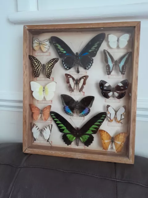 vintage butterfly taxidermy