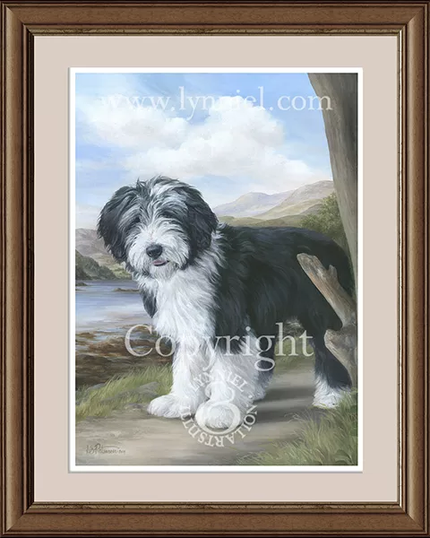 BEARDED COLLIE Young Beardie fine art print by Lynn Paterson