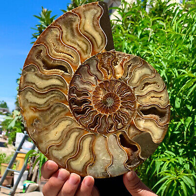 2.4LB Rare! Natural Tentacle Ammonite FossilSpecimen Shell Healing Madagascar
