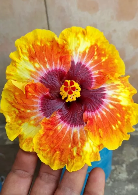 Orange  Hibiscus Seeds Perennial Hardy Flower Garden 20 Seed