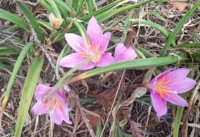 Pink Rain Lily Bulbs X 6. Wonderfully Pretty Flowers, Appear After Rain. Plants