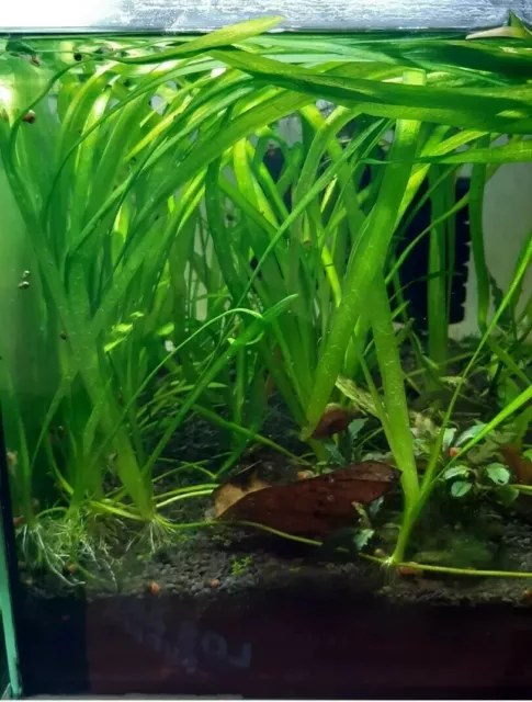 5 x Ableger Valisnerie- einfache robuste Aquarium Pflanze (Valisneria spiralis)