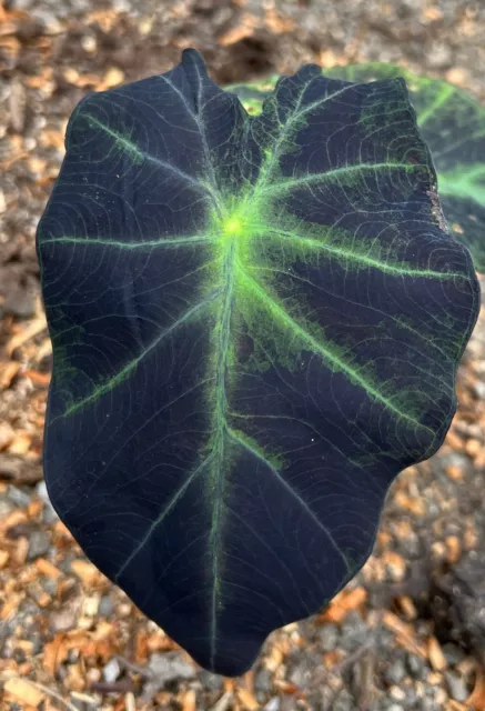 Assorted Elephant Ear (Colocasia Variety)