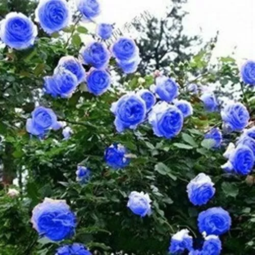 100 Colored Climbing Roses Seeds Rosebush Changmi Rosa multiflora Garden Flowers